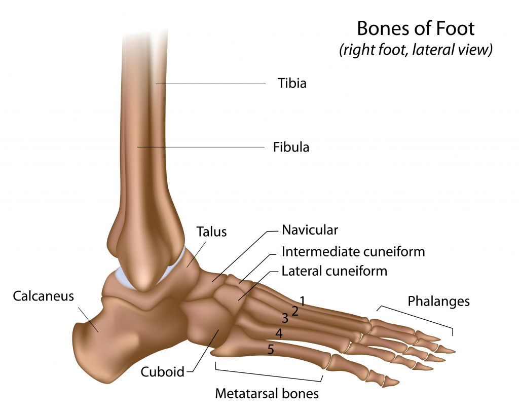 Ankle Joints
