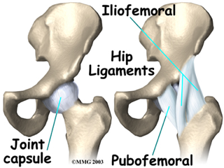 Hip Ligaments