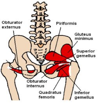 Piriformis