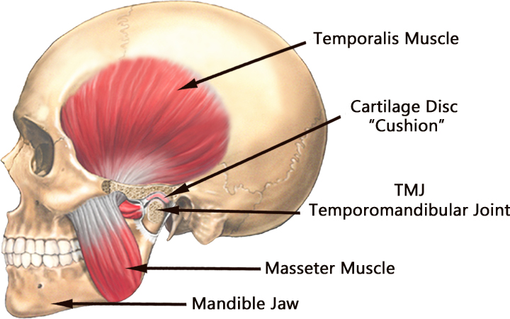 TMJ Muscles